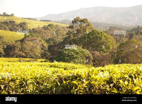 Tea Plantations Thyolo District Malawi Africa Beautiful Undulating