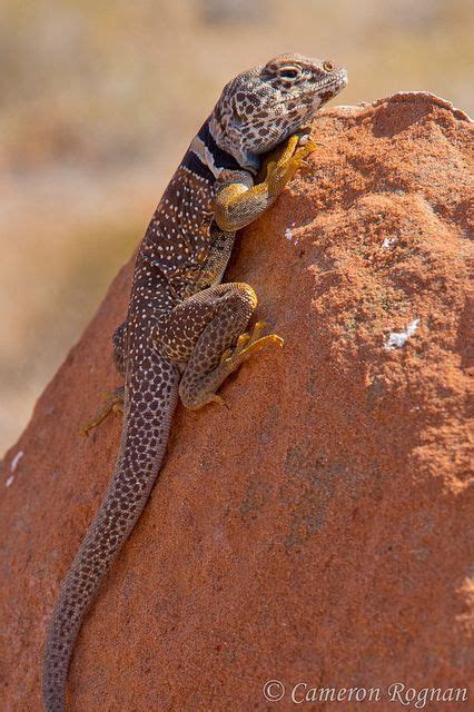 Desert Collared Lizard Crotophytus Bicinctores Southwestern United