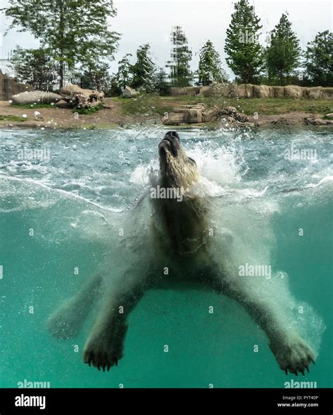 Polar Bear Ursus Maritimus Playing Jumping In Water Polar Bears