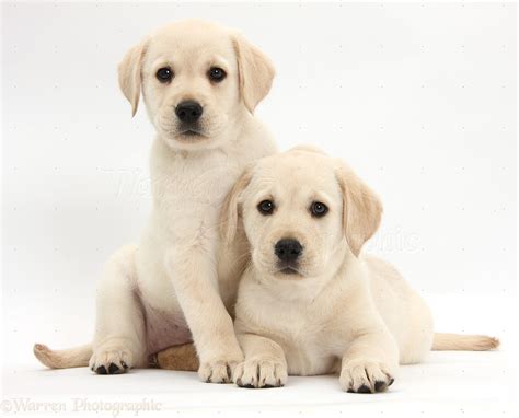 Puppies must be at least 8 weeks old and fully weaned before they can leave their mothers. Dogs: Yellow Labrador Retriever puppies, 8 weeks old photo WP35361