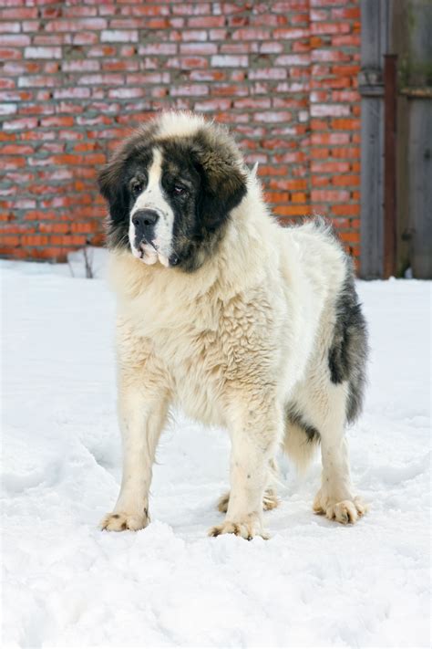 Proudly made in the usa we're now available in more places! Pyrenean Mastiff | Bil-Jac