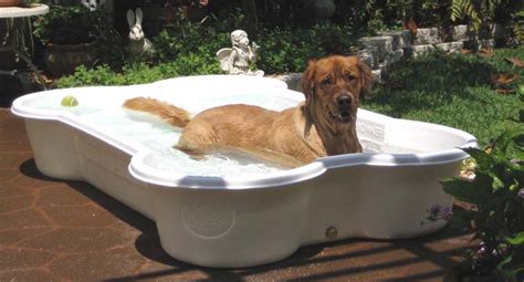 Top 7 Best Dog Pools For Swimming And Cooling Down In 2018