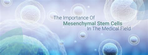 The Importance Of Mesenchymal Stem Cells In The Medical Field Danai