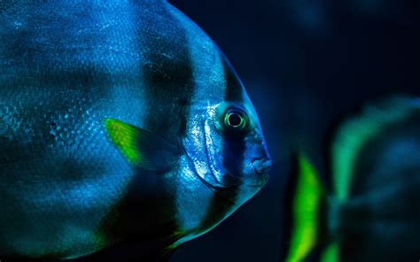 Wallpaper Green Blue Underwater Aquarium Light Reef Computer