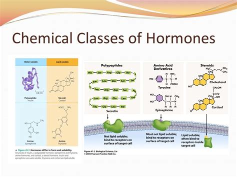 Image Result For Classes Of Hormones