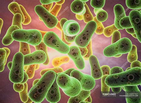 3d Illustration Of Coxiella Burnetii Bacteria This Bacterium Affects