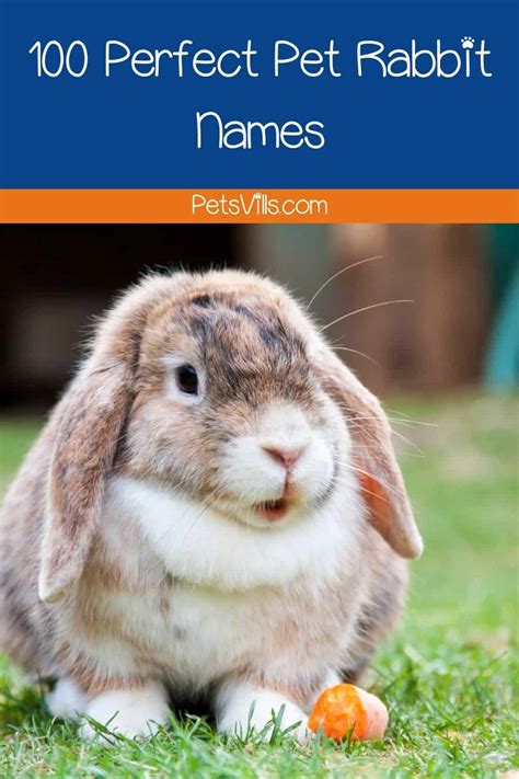 140 Perfect Rabbit Names For Male And Female Bunnies