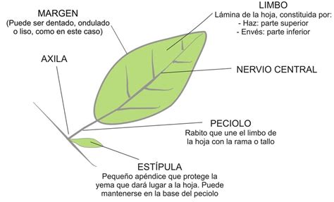 El Árbol De Pedro Las Hojas Y Partes De Una Hoja