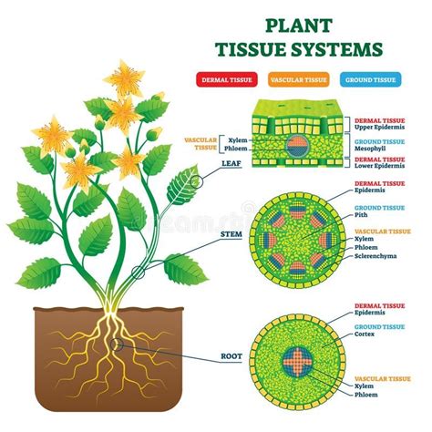 Plant Tissue Systems Vector Illustration Labeled Biology Structure