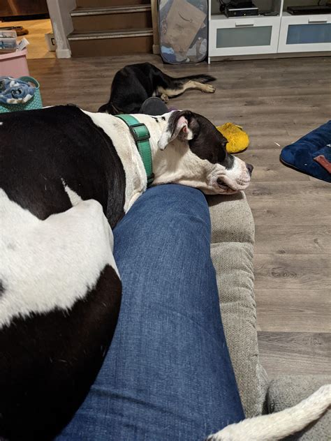 My shy Kona girl has finally discovered my lap! We don't know her past