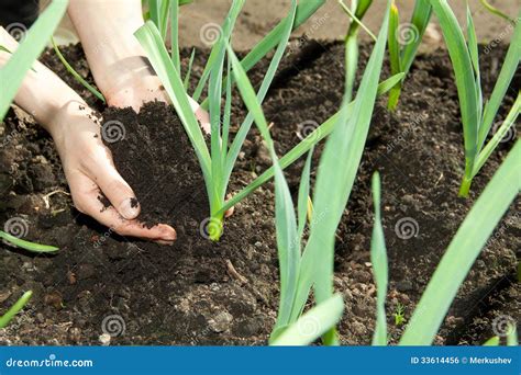 Hands With Soil Stock Photo Image Of Environmental Handful 33614456