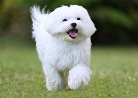 Small White Dog Breeds 5 Of The Best Practical Paw The Dog Lovers