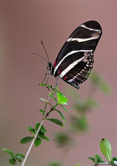 Zebra Longwing Butterfly Photograph By Juergen Roth