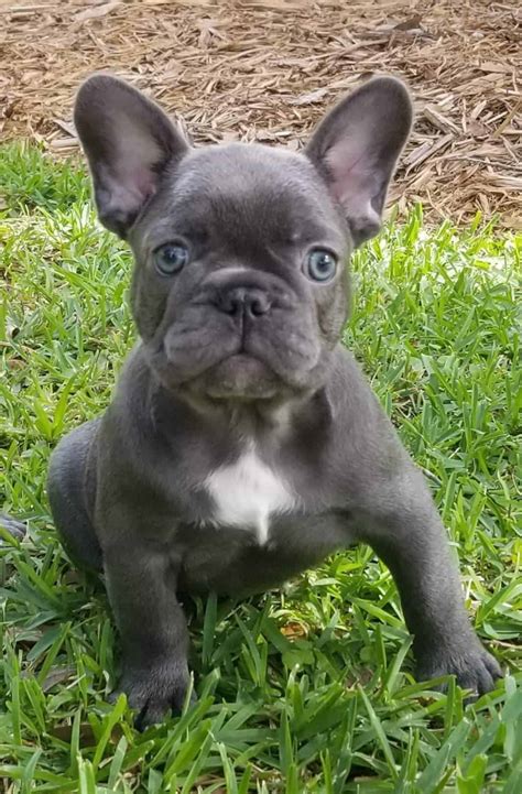 There are plenty of options out there to consider. French Bulldog Puppy For Sale - Petclassifieds.com
