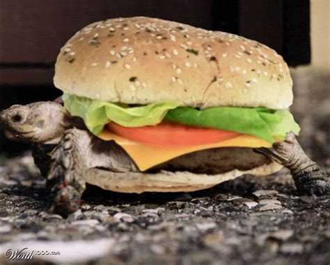 Turtle Burger Worth1000 Contests
