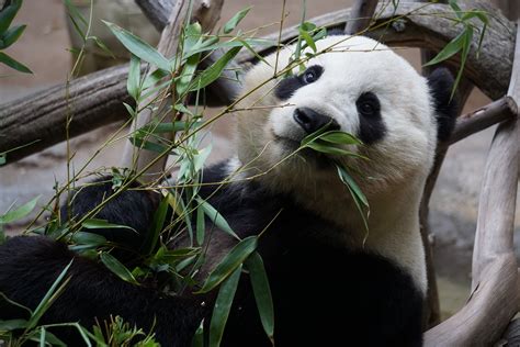 Free Images Giant Panda Fauna Bear Terrestrial Animal Wildlife