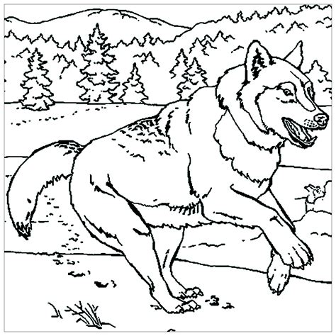 Lobo Corredor Lobo Dibujos Para Colorear Para Niños