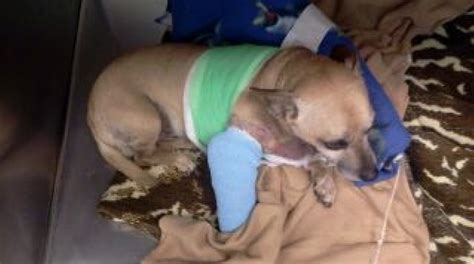 El Cajon Pit Bull Attack Goes Unpunished Unpaid For San