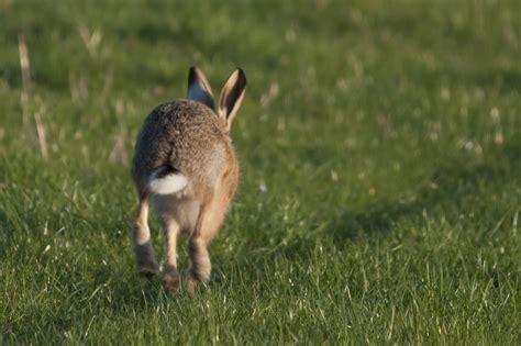 Yorkshire Field Herping And Wildlife Photography Brown Hares At Last