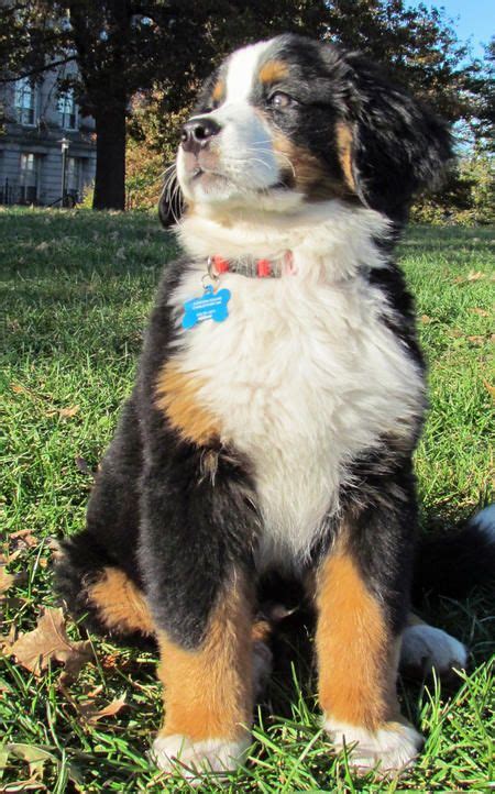 3 males and 3 females. Puppy Breed: Bernese Mountain Dog My name is Charles and I live in Charlestown, Massachusetts. I ...
