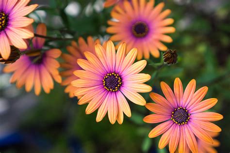Plant Grow And Care For Daisy Flowers Kellogg Garden Organics