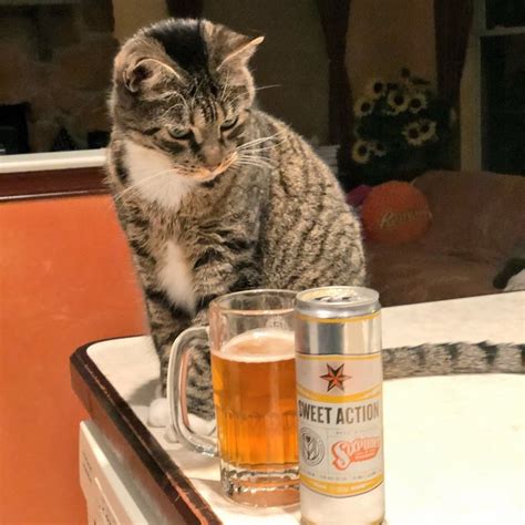 Pin De James Retling Em Beer Cats Animais