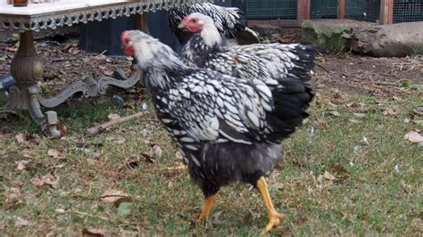 Sexing Silver Laced Wyandotte