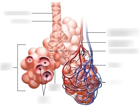 Exercise Alveoli Anatomy Diagram Quizlet