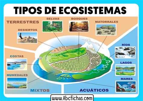 Clasificación Y Tipos De Ecosistemas Naturales