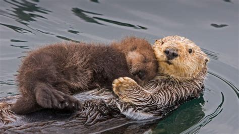 Otter Mom 9gag