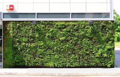 How To Make A Living Wall The Complete Guide