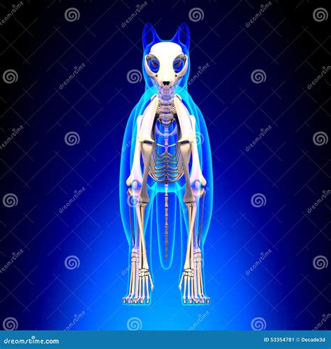 Cat Skeleton Anatomy Anatomy Of A Cat Skeleton Front View Stock