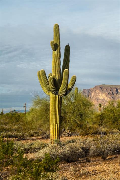 A Long Slender Saguaro Cactus In Apache Junction Arizona Stock Photo