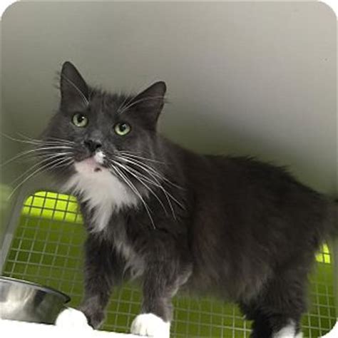 Another question that should be addressed is could a maine coon frame be supported on munchkin. Snowshoe | Adopted Cat | Los Angeles, CA | Maine Coon