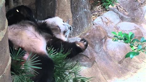 The objective of the app is designed to welcome the giant panda and also help the users in order make the zoo negara trip as a memorable trip without carry a paper map. ZOO Negara Kuala Lumpur : Giant Panda - YouTube