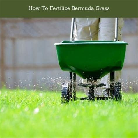 Best Fertilizer For Bermuda Grass Lawn Desire