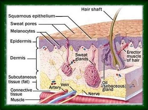 Anatomy Of Skin
