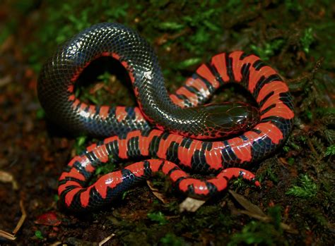 Western Mud Snake Farancia Abacura Reinwardtii April 27t Flickr