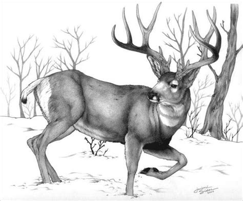 24 Free Deer Drawings And Designs Deer Drawing Realistic Animal