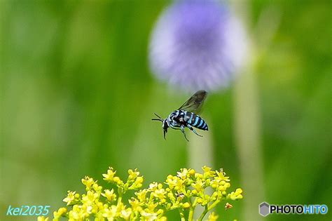 「幸せを呼ぶ青い蜂」ルリモンハナバチ by kei2035 （ID：6983359） - 写真共有サイト:PHOTOHITO