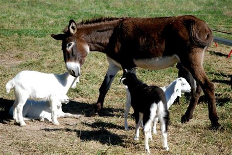 Ranchers Turn To Guard Donkeys To Fend Off Predators Kbia