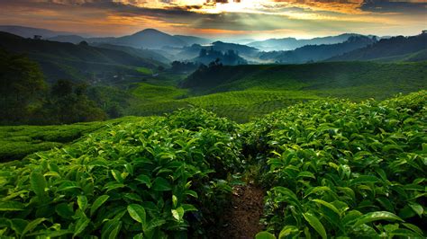 It covers an area of 712 square kilometres. Tea fields plantation in the morning, Cameron Highland ...