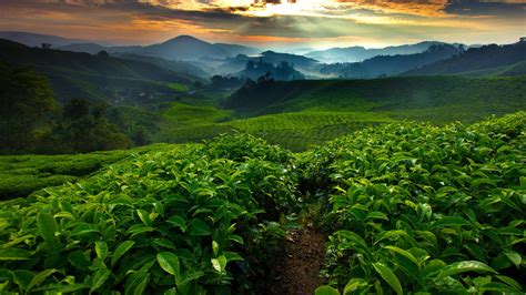 Find over 100+ of the best free cameron highlands images. Tea fields plantation in the morning, Cameron Highland ...