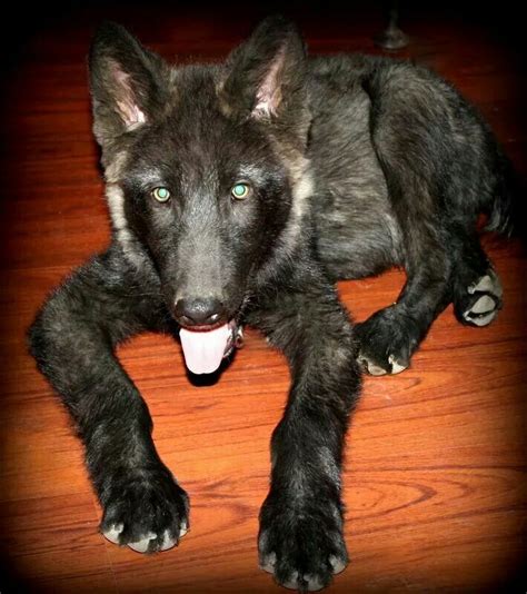 Black Wolfdog Puppy Wolf Dog Animals Puppies