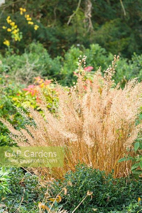 Gap Gardens Calamagrostis Brachytricha Korean Feather Reed Grass