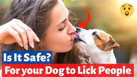 Why Does Your Dog Like To Lick People Is It Safe For Dogs To Lick You