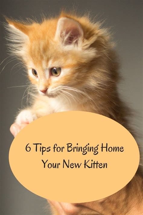 6 Tips For Preparing To Bring Home Your New Kitten Life And Cats