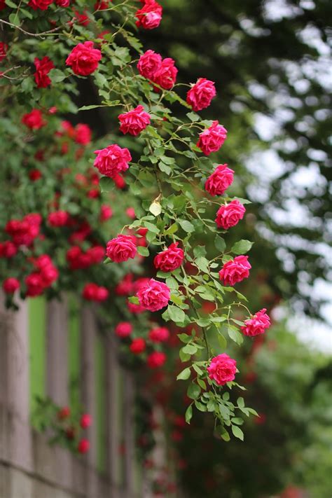 Rose Flower Tree Images Hd