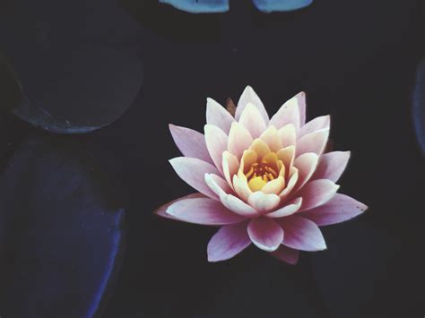 Why Do We Consider The Lotus As Special About Lotus Kamal Flower