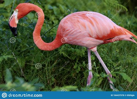 Flamingo Pink Color In The Green Background Grass Stock Photo Image